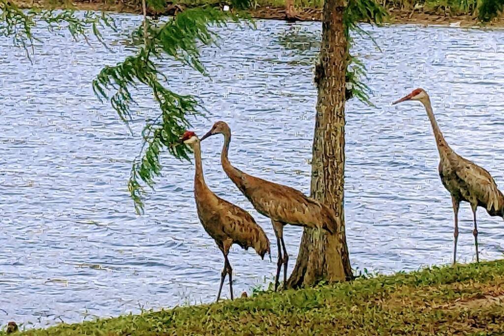 Port Saint Lucie A Little Piece Of Heaven- Peaceful Lake View Apartment- 1 Min From I95 And Turnpike Port St. Lucie Esterno foto